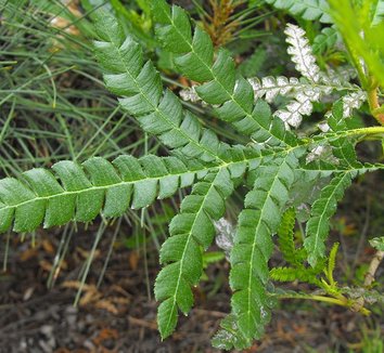 Lyonothamnus floribundus var. asplenifolius 5