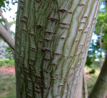 Acer capillipes 12 bark