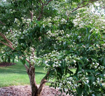 Heptacodium miconioides 15 form