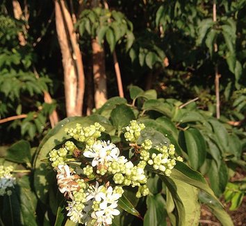 Heptacodium miconioides 16 flower