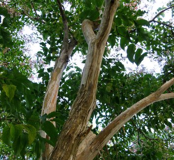 Heptacodium miconioides 17 trunk