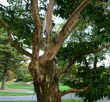 Heptacodium miconioides 18 trunk