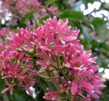 Heptacodium miconioides 21 flower