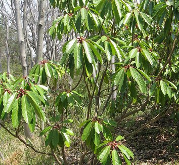 Daphniphyllum macropodum 8 form