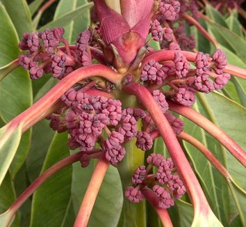 Daphniphyllum macropodum 9 flower