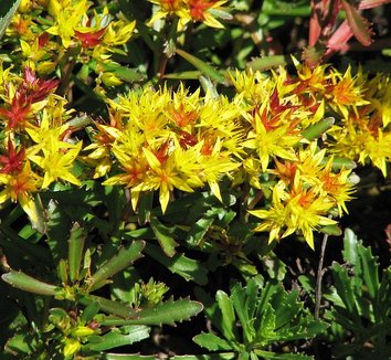 Sedum middendorffianum 6 flower, form