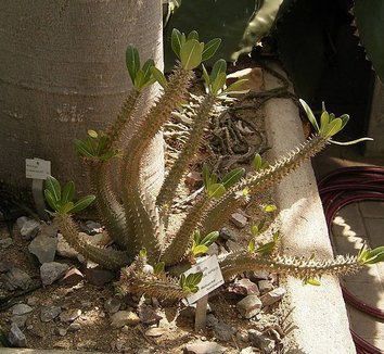 Pachypodium horombense 3 form