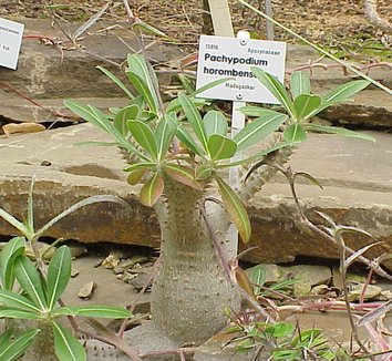 Pachypodium horombense 4 form