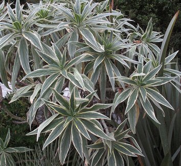 Echium candicans 'Star of Madeira' 1