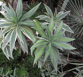 Echium candicans 'Star of Madeira' 4