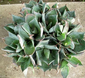 Agave parrasana 3