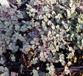 Acaena saccaticupula 'Blue Haze' 1