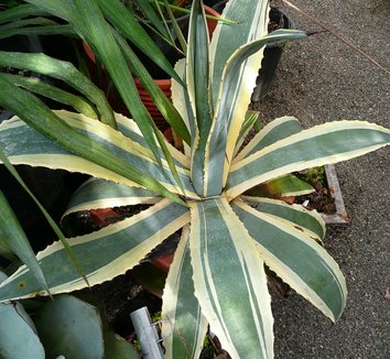 Agave americana 'Variegata' 7