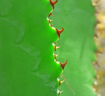 Agave bovicornuta 3