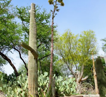 Agave bovicornuta 13 flower