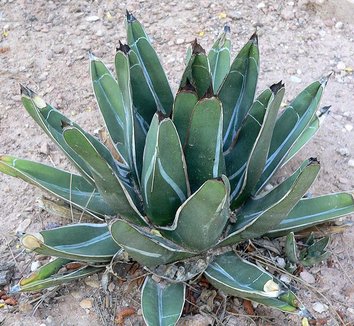 Agave victoriae-reginae 3