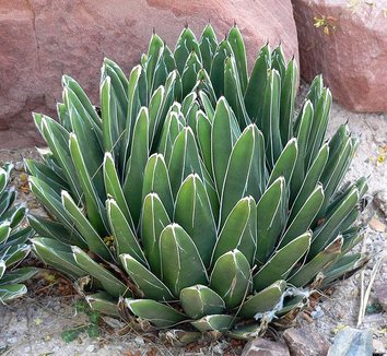 Agave victoriae-reginae 4 form