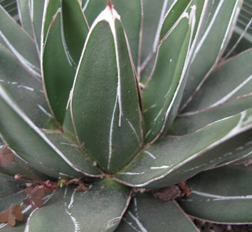 Agave victoriae-reginae 5
