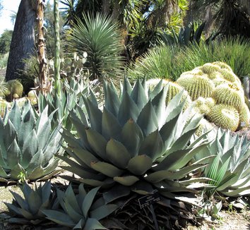 Agave havardiana 1 form
