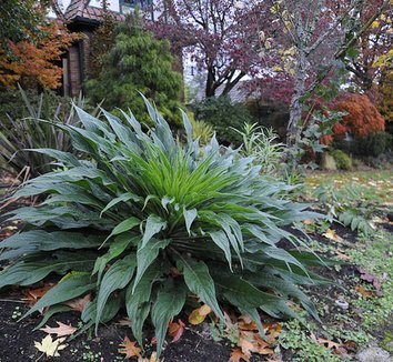 Echium 'Red Rocket' 1 form