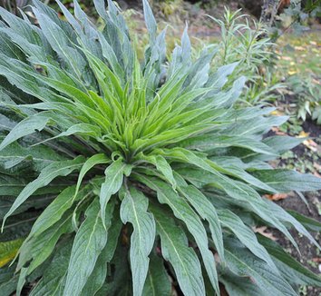 Echium 'Red Rocket' 2