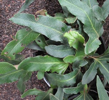 Pyrrosia hastata 4