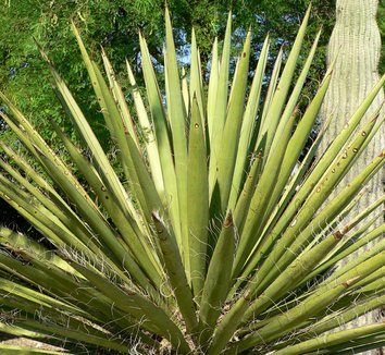 Yucca faxoniana 9 form