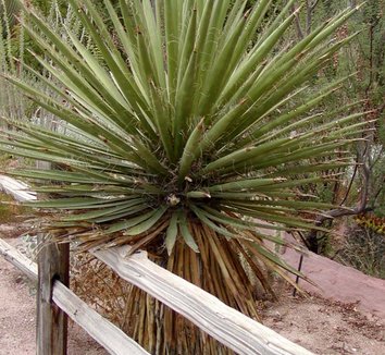 Yucca faxoniana 8 form