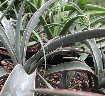 Yucca baccata 2