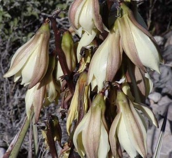 Yucca baccata 4 flower