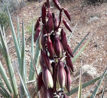 Yucca baccata 14 flower, form