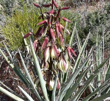 Yucca baccata 13 flower, form