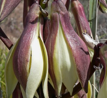 Yucca baccata 12 flower