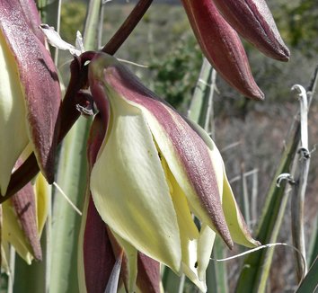 Yucca baccata 10 flower