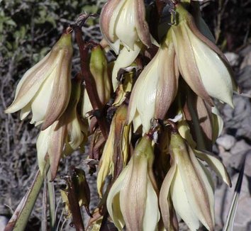 Yucca baccata 9 flower