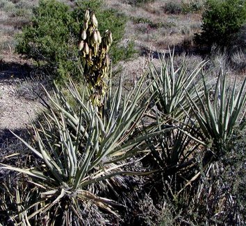 Yucca baccata 8 flower, form