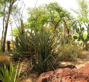 Yucca baccata 19 landscape
