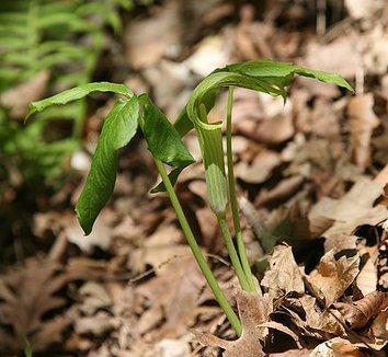 Arisaema triphyllum 5 flower