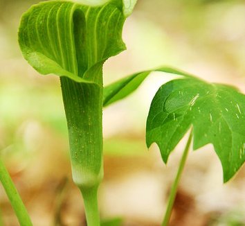 Arisaema triphyllum 4 flower