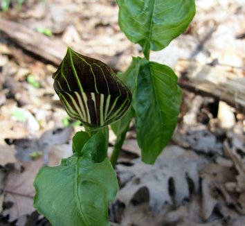 Arisaema triphyllum 18 flower