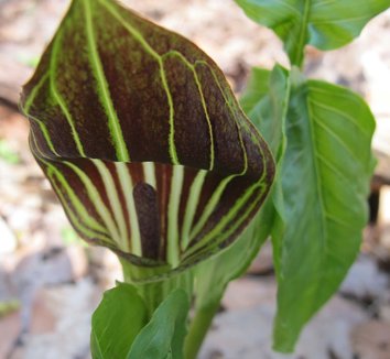 Arisaema triphyllum 17 flower