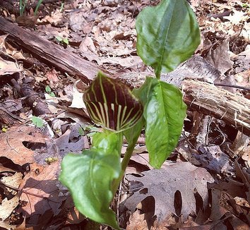 Arisaema triphyllum 15 flower