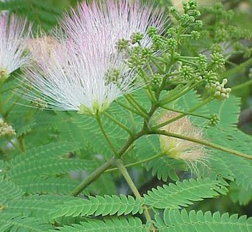 Albizia julibrissin 7 flower