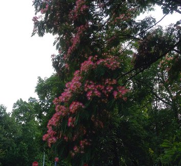 Albizia julibrissin 10 flower