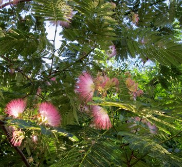 Albizia julibrissin 12 flower
