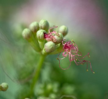 Albizia julibrissin 13 flower