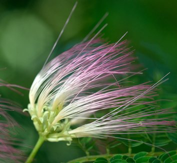 Albizia julibrissin 14 flower