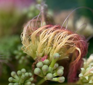 Albizia julibrissin 15 flower