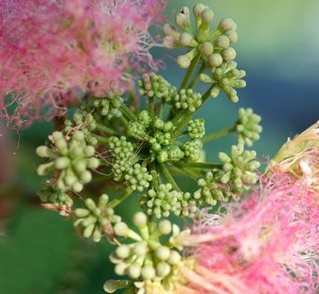 Albizia julibrissin 17 flower