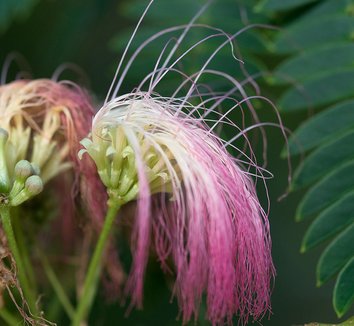 Albizia julibrissin 18 flower